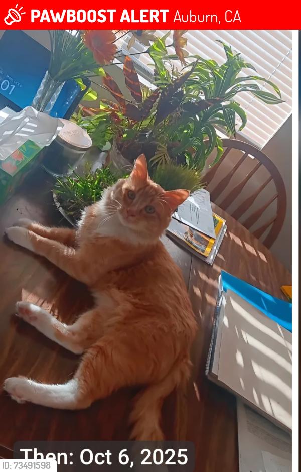 Lost Male Cat last seen Auburn Folsom / Pacific Ave, Auburn, CA 95603