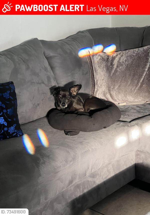 Lost Male Dog last seen Near N Lena St Las Vegas, NV 89101 United States, Las Vegas, NV 89101