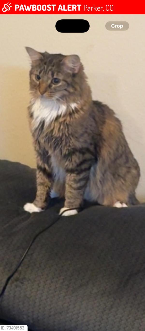 Lost Female Cat last seen Cottonwood and Apache plume, Parker, CO 80134