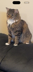 Lost Female Cat last seen Cottonwood and Apache plume, Parker, CO 80134