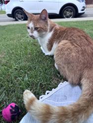 Lost Male Cat last seen Newland and Slater, Huntington Beach, CA 92647