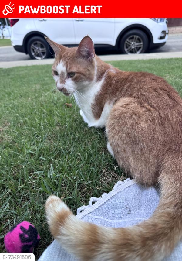 Lost Male Cat last seen Newland and Slater, Huntington Beach, CA 92647