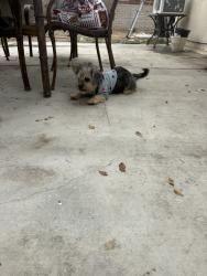 Found/Stray Male Dog last seen in front of dog park, San Bernardino, CA 92405
