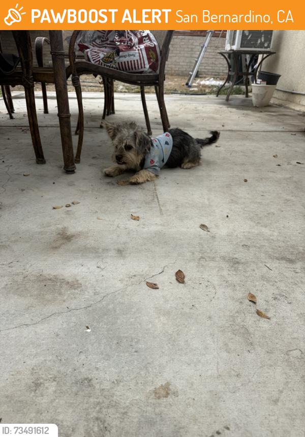 Found/Stray Male Dog last seen in front of dog park, San Bernardino, CA 92405