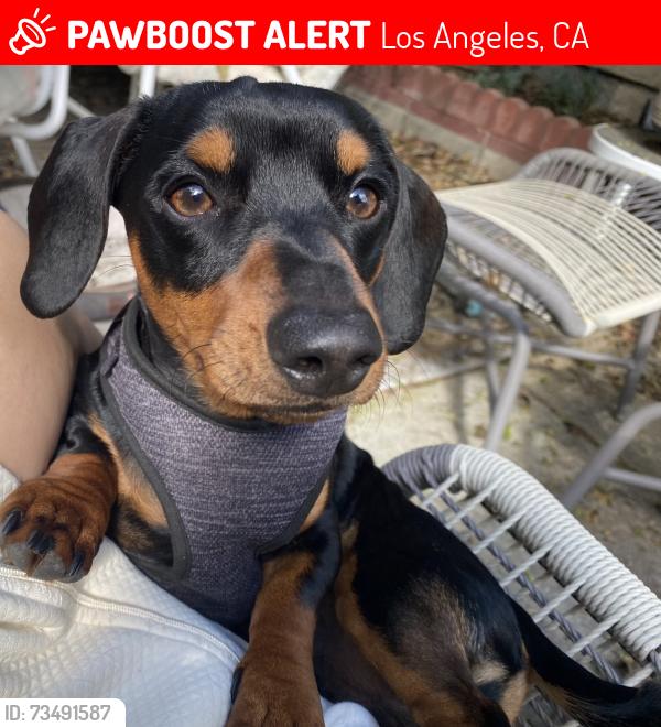 Lost Male Dog last seen Edenhurst Avenue and Dover Place, Los Angeles, CA 90039