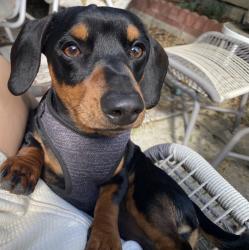 Lost Male Dog last seen Edenhurst Avenue and Dover Place, Los Angeles, CA 90039