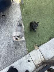 Lost Female Dog last seen Gage and San Pedro Near Gage Liquors, Los Angeles, CA 90003