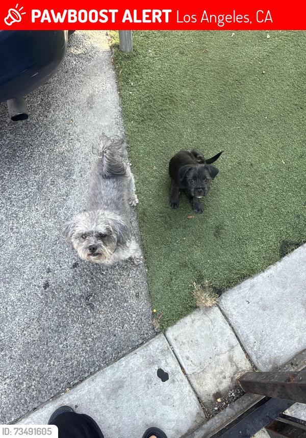 Lost Female Dog last seen Gage and San Pedro Near Gage Liquors, Los Angeles, CA 90003