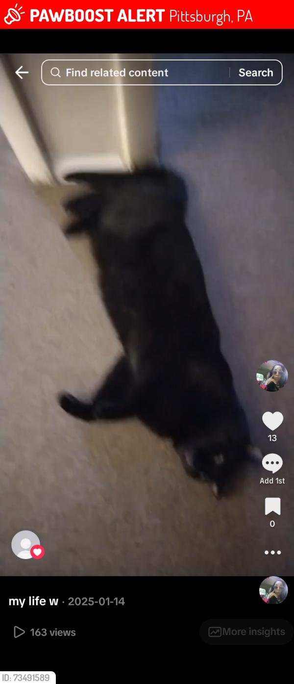 Lost Male Cat last seen Crafton post office area by shopping center plaza, Pittsburgh, PA 15205