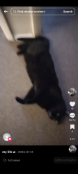 Lost Male Cat last seen Crafton post office area by shopping center plaza, Pittsburgh, PA 15205