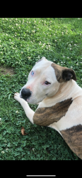 Lost Female Dog last seen Walmart Neighborhood Market Lawrenceville hwy, Lawrenceville, GA 30044