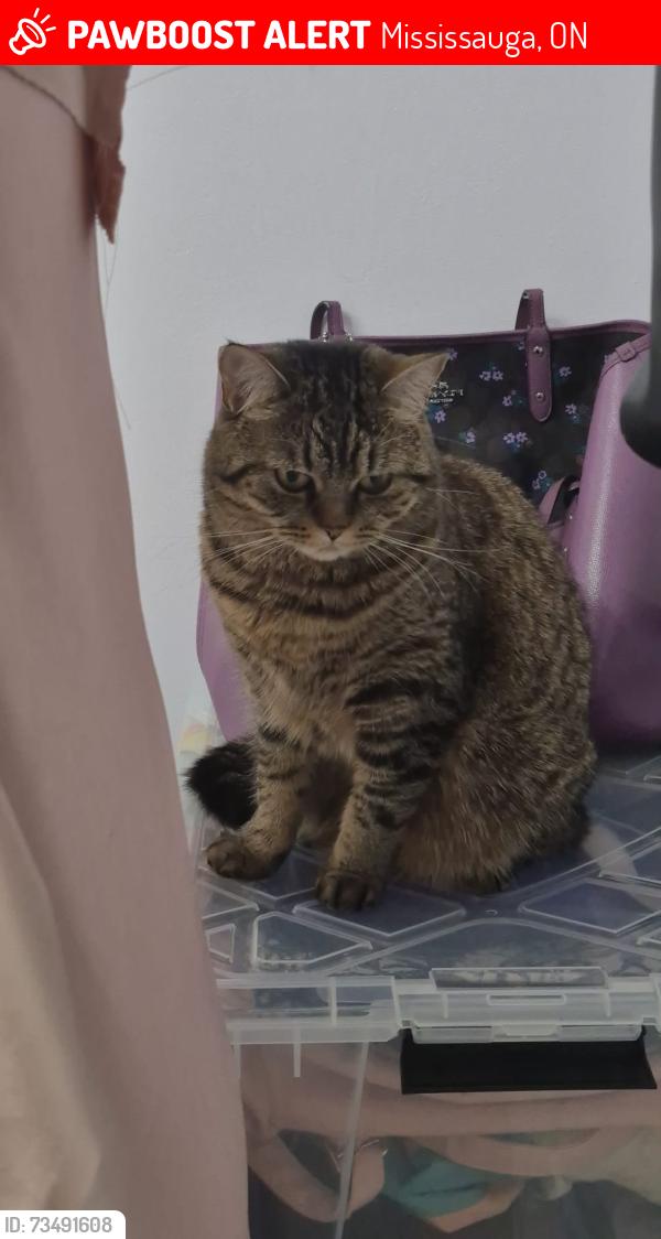 Lost Female Cat last seen Battleford and Osprey blvd, Mississauga, ON 