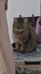 Lost Female Cat last seen Battleford and Osprey blvd, Mississauga, ON 