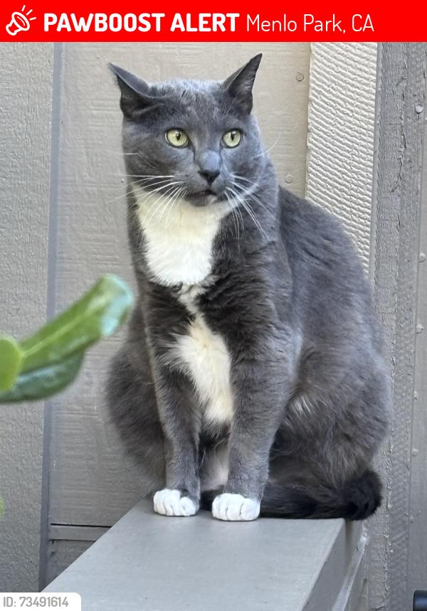 Lost Male Cat last seen Trinity and Hallmark Circle, Menlo Park, CA 94025