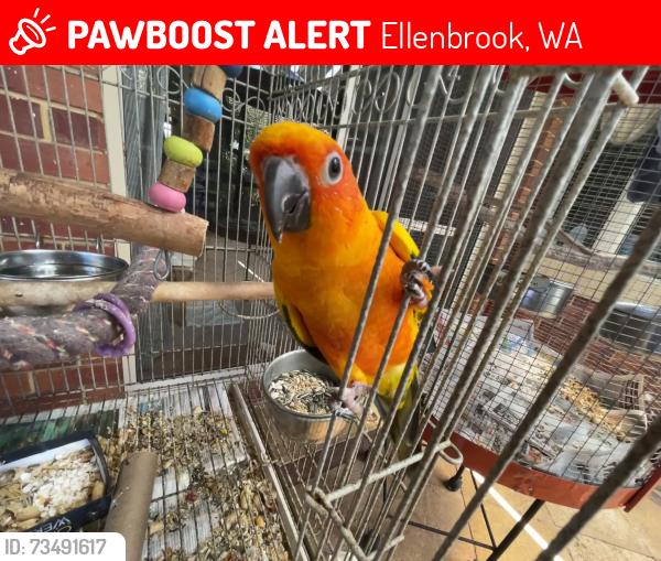 Lost Male Bird last seen Woodlake, Ellenbrook, WA 6069