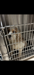 Reunited Female Dog last seen Brookmeade st Frayser, Memphis, TN 38127
