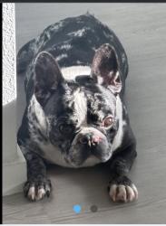 Reunited Male Dog last seen Anniston, Park Row, TX 77493