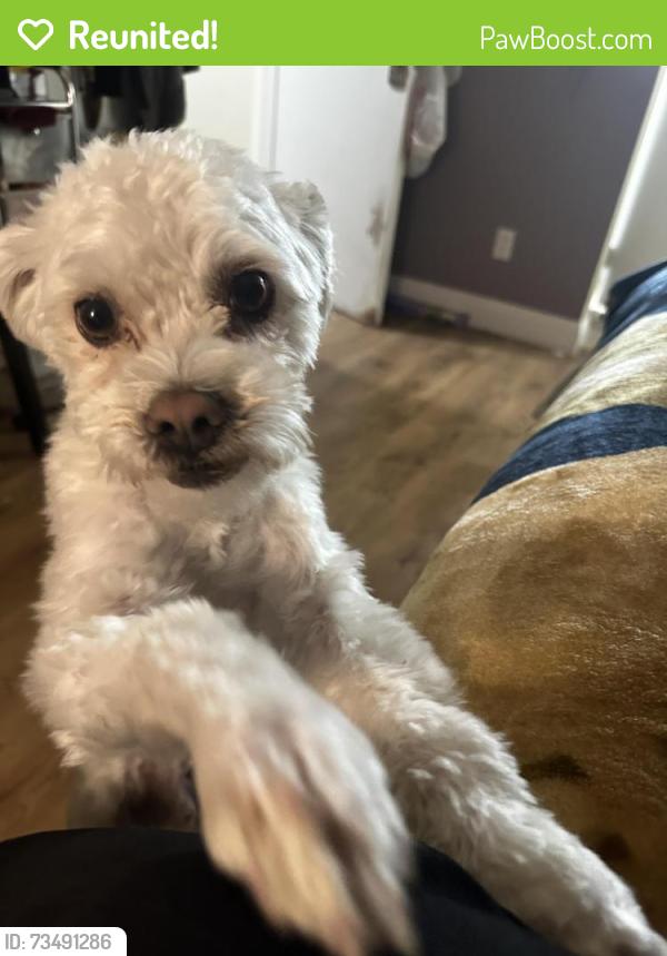 Reunited Male Dog last seen Magic Moment Ln & harbor view dr, Paradise, NV 89119