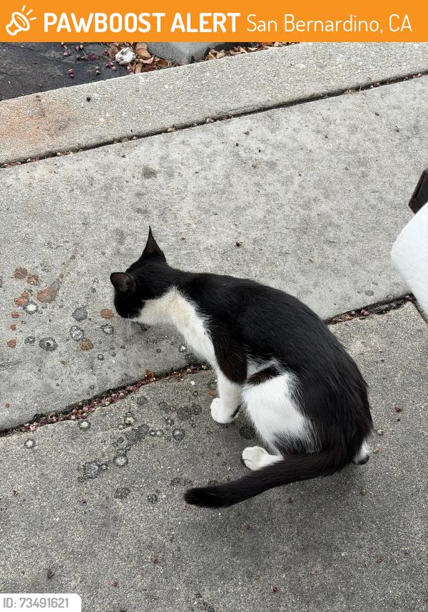 Found/Stray Female Cat last seen Riley College Prep Academy 701–727 W 13th St San Bernardino, CA 92405 United States, San Bernardino, CA 92405
