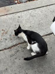 Found/Stray Female Cat last seen Riley College Prep Academy 701–727 W 13th St San Bernardino, CA 92405 United States, San Bernardino, CA 92405