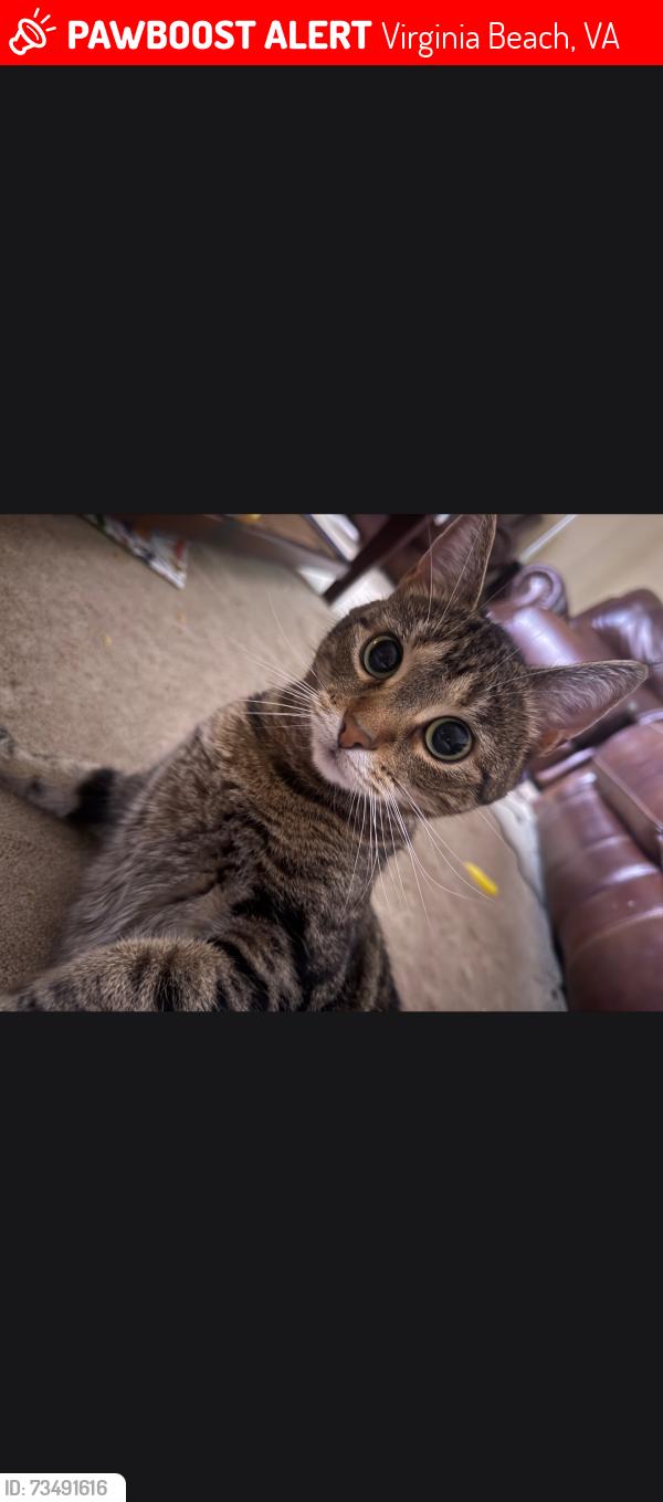 Lost Female Cat last seen Green run Neighborhood., Virginia Beach, VA 23453