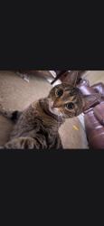 Lost Female Cat last seen Green run Neighborhood., Virginia Beach, VA 23453