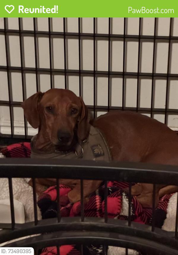 Reunited Male Dog last seen Euclid, Upland, CA 91786