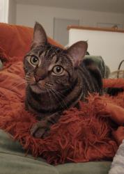 Lost Male Cat last seen Log Cabin Rd, Arundel, ME 04046