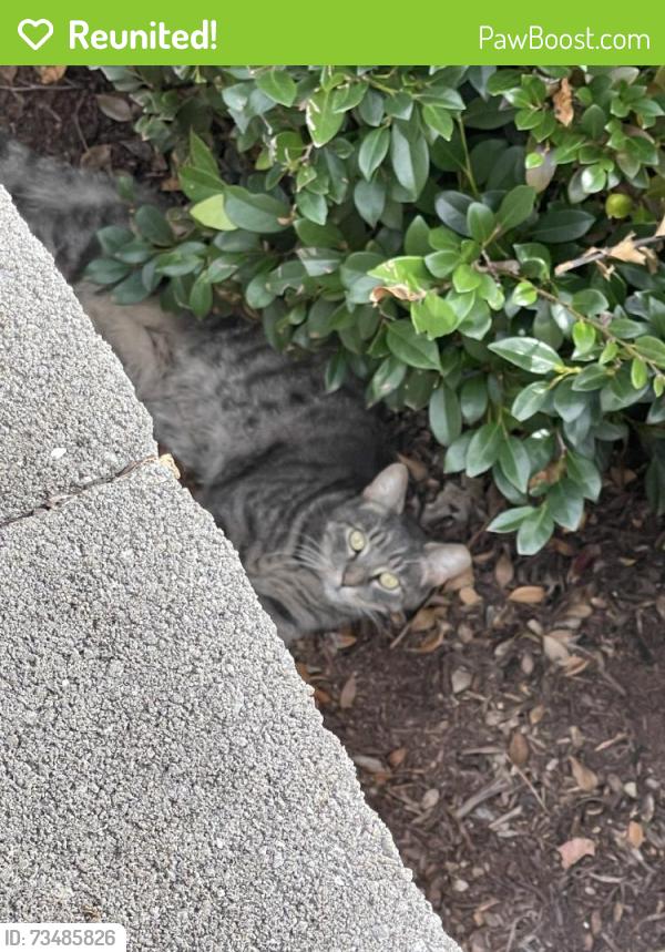 Reunited Unknown Cat last seen Near Tapestry Way, Knoxville, TN 37932, USA, Knoxville, TN 37932