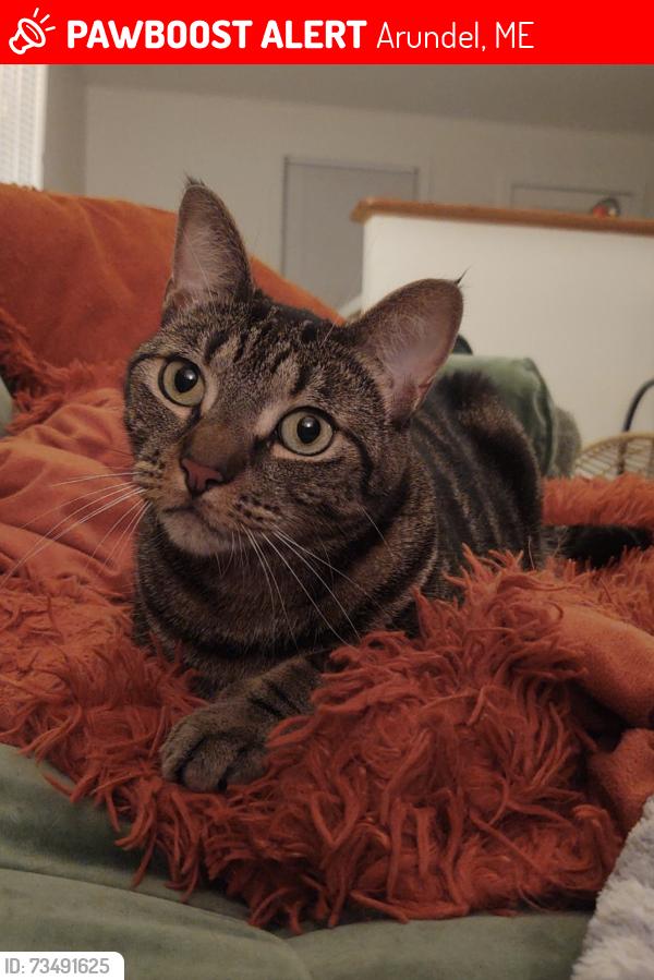 Lost Male Cat last seen Log Cabin Rd, Arundel, ME 04046