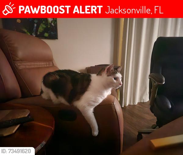 Lost Male Cat last seen Staplehurst Dr W between Stelling Dr and Prosperity Lake Dr, Jacksonville, FL 32244