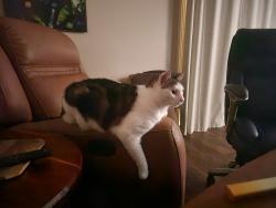 Lost Male Cat last seen Staplehurst Dr W between Stelling Dr and Prosperity Lake Dr, Jacksonville, FL 32244