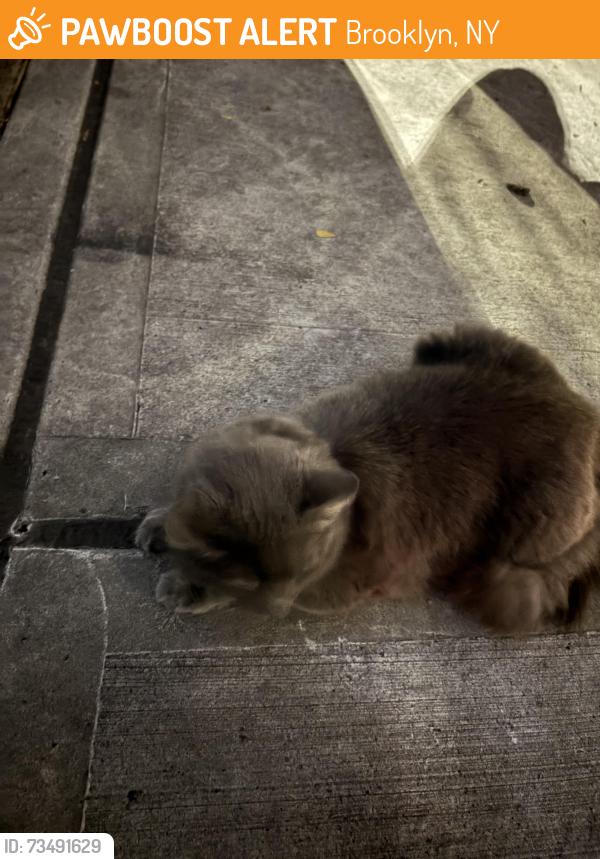 Found/Stray Unknown Cat last seen 16th St a block away from the Prospect Ave station, Brooklyn, NY 11215