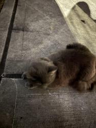 Found/Stray Unknown Cat last seen 16th St a block away from the Prospect Ave station, Brooklyn, NY 11215