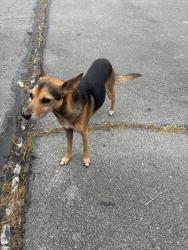 Found/Stray Male Dog last seen Siam and H Heaton Rd, Elizabethton, TN 37643