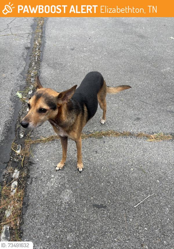 Found/Stray Male Dog last seen Siam and H Heaton Rd, Elizabethton, TN 37643