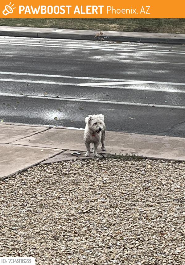 Found/Stray Unknown Dog last seen 31st Ave and Dunlap, Phoenix, AZ 85051