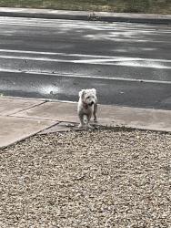 Found/Stray Unknown Dog last seen 31st Ave and Dunlap, Phoenix, AZ 85051