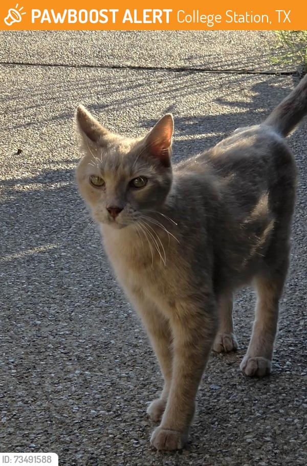 Found/Stray Unknown Cat last seen Near Woodcreek Drive, College Station, TX 77845