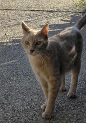 Found/Stray Unknown Cat last seen Near Woodcreek Drive, College Station, TX 77845