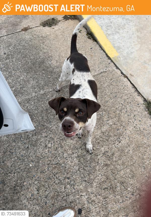 Found/Stray Female Dog last seen Yoder’s Country Market, Montezuma, GA 31063