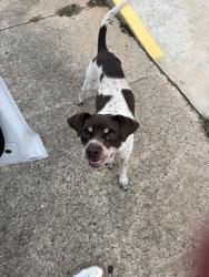 Found/Stray Female Dog last seen Yoder’s Country Market, Montezuma, GA 31063