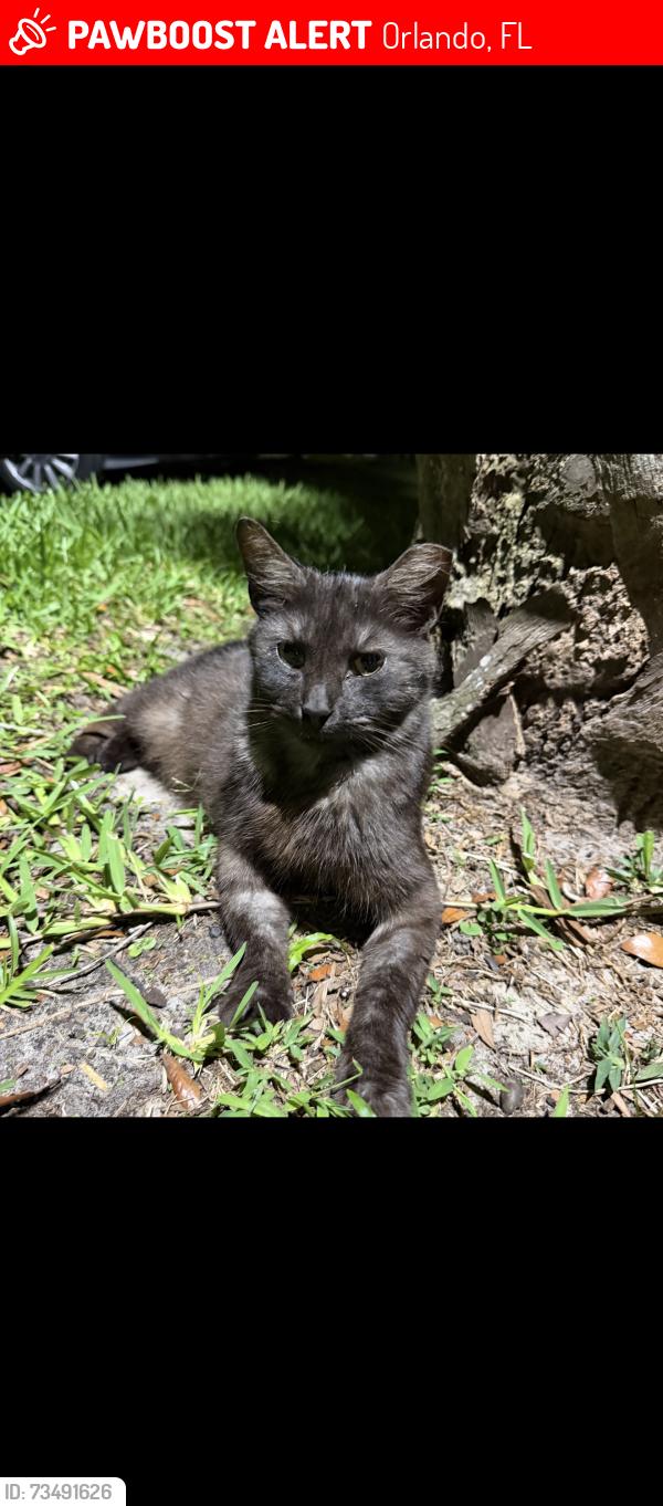 Lost Unknown Cat last seen Near Windsor walk drive,Orlando Florida 32837, Orlando, FL 32837