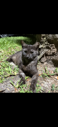 Lost Unknown Cat last seen Near Windsor walk drive,Orlando Florida 32837, Orlando, FL 32837