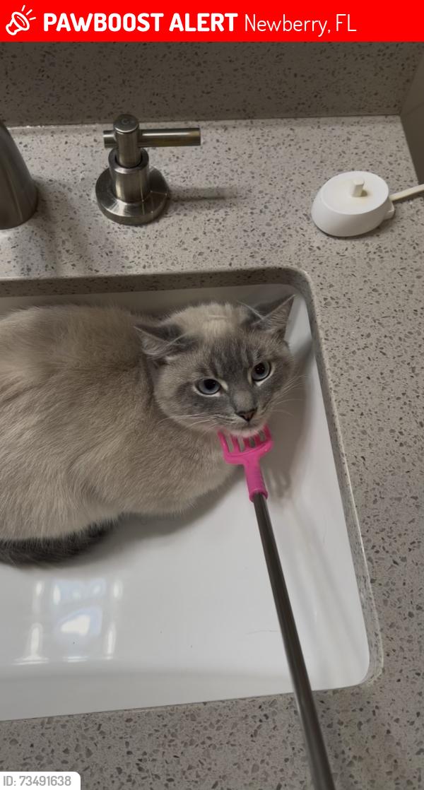 Lost Male Cat last seen 142nd Way Wimberly Neighborhood, Newberry, FL 32669