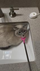 Lost Male Cat last seen 142nd Way Wimberly Neighborhood, Newberry, FL 32669