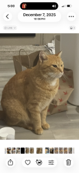 Lost Male Cat last seen Northern Way and Duncan Drive, Winter Springs, FL 32708