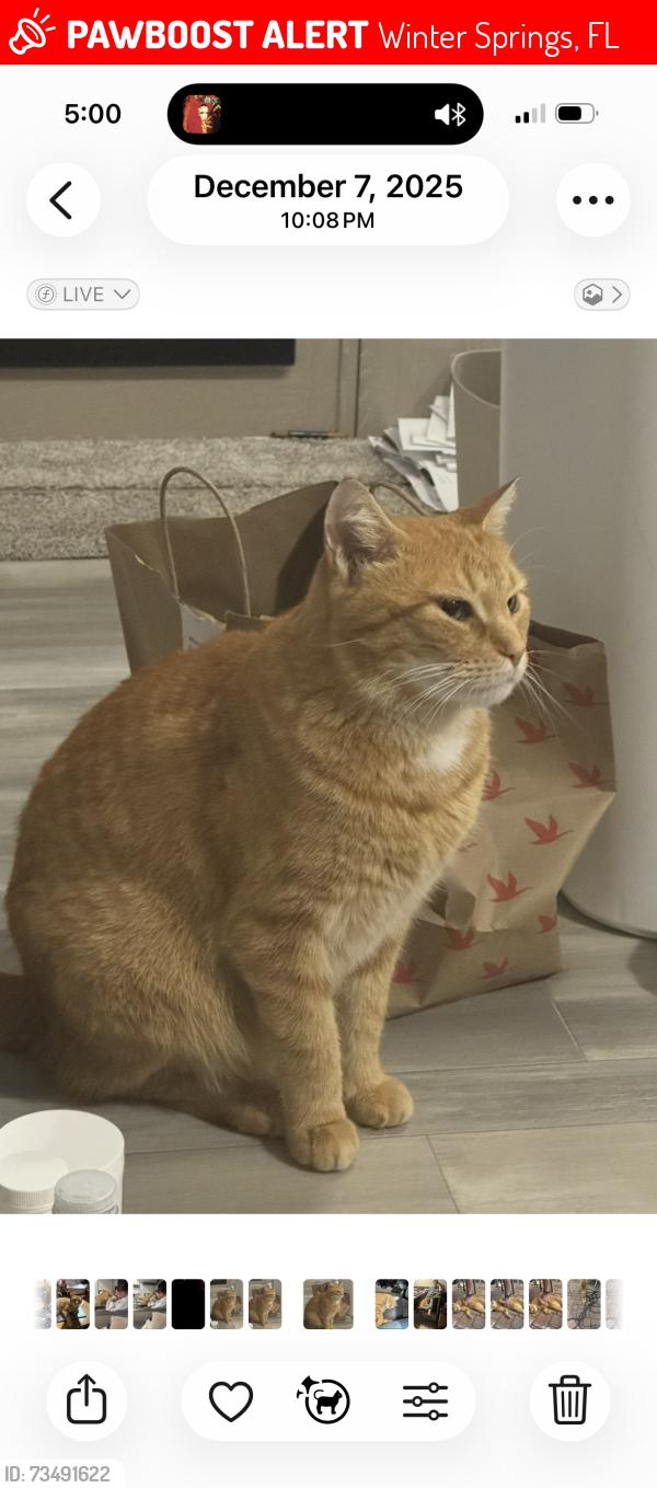 Lost Male Cat last seen Northern Way and Duncan Drive, Winter Springs, FL 32708