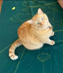 Reunited Male Cat last seen Main Street Coburg, Coburg, VIC 3058