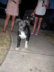 Found/Stray Female Dog last seen Park, Montgomery County, TX 77318